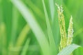 Closeup green awn rice seed of Thai Jasmine