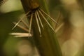 Closeup of a bamboo tree with spikes