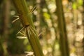 Closeup of a bamboo tree with spikes