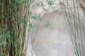 closeup of green bamboos against wall