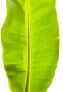 Closeup Green Banana leaf shade with raindrop, on white clipping background Royalty Free Stock Photo