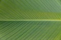 Green banana leaf texture, Abstract Banana leaf background Royalty Free Stock Photo