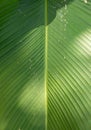 Green banana leaf texture, Abstract Banana leaf background Royalty Free Stock Photo