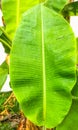 Closeup Green Banana leaf tree forest with raindrop, white clipping background Royalty Free Stock Photo