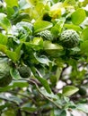 Closeup green bergamot or Kaffir lime on tree. and bergamot tree have a Leaf disease. Royalty Free Stock Photo