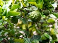 Closeup green bergamot or Kaffir lime on tree. and bergamot tree have a Leaf disease Royalty Free Stock Photo