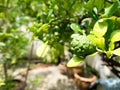 Closeup green bergamot or Kaffir lime on tree. and bergamot tree have a Leaf Royalty Free Stock Photo