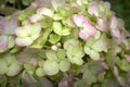 Closeup of green bigleaf hydrangea (Hydrangea macrophylla) flower, Hortensia or Bunga Bokor Royalty Free Stock Photo