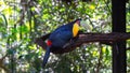 Closeup of the green-billed toucan, Ramphastos dicolorus perched on the branch.