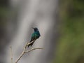 Closeup of a green blue purple sparkling violetear hummingbird colibri coruscans at Las Lajas Ipiales Narino Colombia