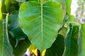 Closeup of green bodhi leaf with detailed surface and green background.