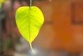 Closeup green Bodhi leaf over blurred orange wall background