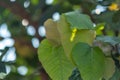 Closeup green bodhi tree leaves stacked leaves