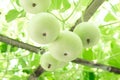 Closeup green bottle gourd or calabash gourd on branch, selective focus Royalty Free Stock Photo