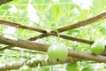 Closeup green bottle gourd or calabash gourd on branch, selective focus Royalty Free Stock Photo