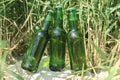 Closeup of green bottles of cold beer against green grass on the beah.Natural sun light