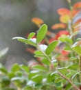 Closeup of a green branch of lingon berriy Royalty Free Stock Photo