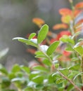 Closeup of a green branch of lingon berriy