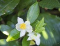 Closeup of green branch of tea tree Camelia Camellia sinensis white and yellow flower blossom, selective focus, its