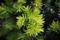 Closeup of the green branches on a Hicks Yew Royalty Free Stock Photo