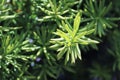 Closeup of the green branches on a Hicks Yew Royalty Free Stock Photo