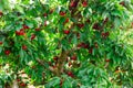 Branches of sweet cherry tree with ripe berries Royalty Free Stock Photo