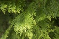 Closeup of green branches of Thuja tree. Evergreen coniferous tree with sunlights Royalty Free Stock Photo