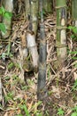 closeup the green brown bamboo tree plant soil heap in the forest soft focus natural green brown background Royalty Free Stock Photo