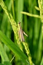 closeup the green brown bug insect grasshopper hold on paddy plant grin with leaf in the farm soft focus natural green brown Royalty Free Stock Photo