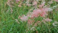 Closeup of the green-brown foxtail grass swaying Royalty Free Stock Photo