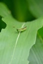 closeup the green brown grasshopper hold on corncob plant leaf in the farm soft focus natural green brown background Royalty Free Stock Photo