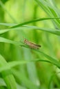 closeup the green brown grasshopper hold on corncob plant leaf in the farm soft focus natural green brown background Royalty Free Stock Photo