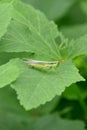 closeup the green brown grasshopper hold on lady finger plant leaf in the farm soft focus natural green brown background Royalty Free Stock Photo