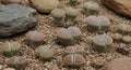 Closeup of Green and Brown Lithops Succulents Growing Among Pebbles Royalty Free Stock Photo