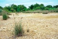 Closeup green bushes of weed grow on arid ground