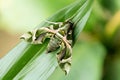 Closeup green butterfly Moth Daphnis nerii on leaves