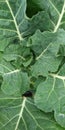 Closeup of green cabbage Royalty Free Stock Photo