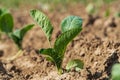 Closeup of green cabbage sprouts planted in neat rows. Green young cabbage plants growing from the soil