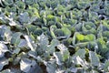 Closeup Green cabbages in the agriculture field, Cabbage field or farm Royalty Free Stock Photo