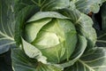 Closeup green cabbages,Organic hydroponic vegetable garden Royalty Free Stock Photo