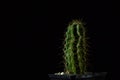Green cactus with sharp needles on dark background Royalty Free Stock Photo
