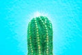 Closeup green Cactus on blue background . Fashion pattern. Art Gallery Minimal