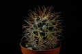 Green cactus with sharp needles on dark background Royalty Free Stock Photo
