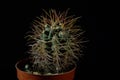 Green cactus with sharp needles on dark background Royalty Free Stock Photo