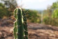 Closeup green cactus in mountain