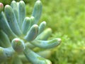 Closeup  of a green cactus Pachyphytum fittkaui succulent, cactus desert plants with blurred background Royalty Free Stock Photo