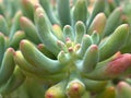 Closeup  of a green cactus Pachyphytum fittkaui succulent, cactus desert plants with blurred background Royalty Free Stock Photo