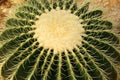 Closeup Green Cactus Plant or Call Echinocactus grusonii with yellow thorn The genus Mammillaria is one of the largest in the cact