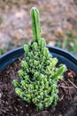 Closeup green cactus on soil plenty