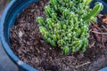 Closeup green cactus on soil plenty